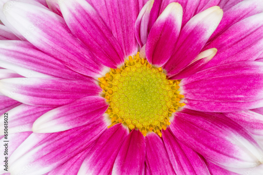 purple with white chrysanthemum flower purple with white chrysanthemum flower