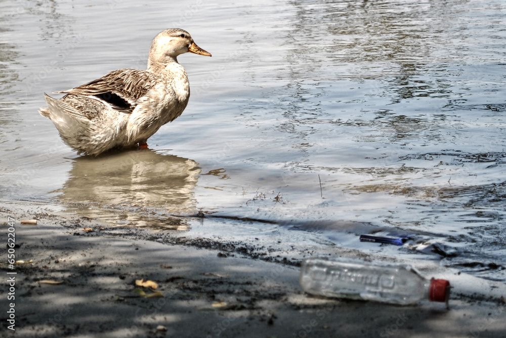 Fototapeta premium Wild duck and human trash
