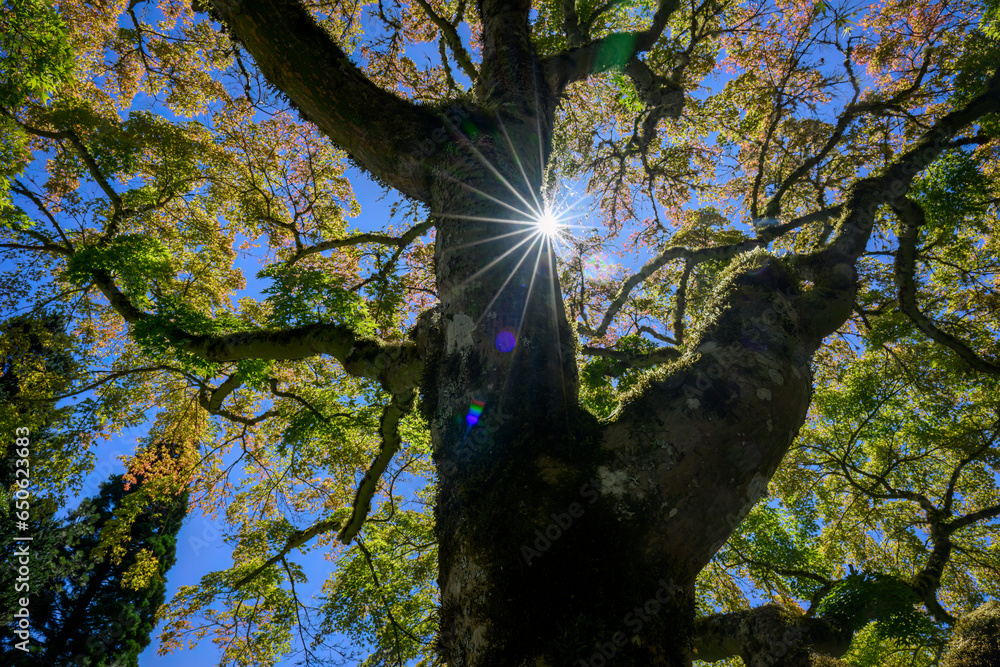 Sun starbursts shining through giant tree branches in late summer. Seattle.