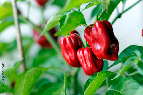 Tableau sur toile red habanero plant on white background, agriculture with habanero chili peppers,
