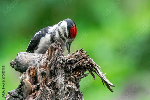 Obraz na płótnie Great woodpecker Dendrocopos major, male of this large bird sitting on tree stump, red feathers, green diffuse background, wild nature scene w salonie