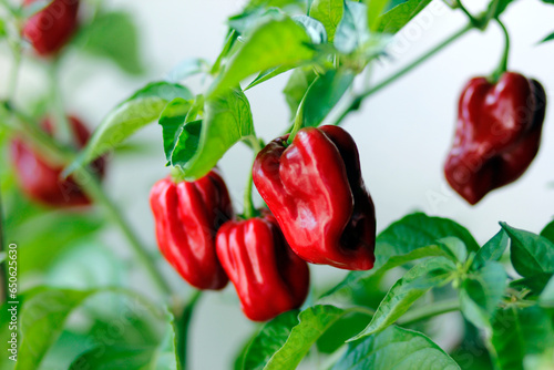 red habanero plant on white background, agriculture with habanero chili peppers, chili harvest in september and october in autumn, close-up of habanero chili pepper