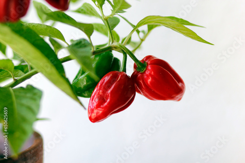 red habanero plant on white background, agriculture with habanero chili peppers, chili harvest in september and october in autumn, close-up of habanero chili pepper