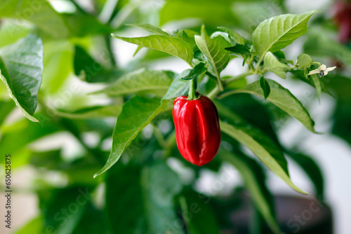 red habanero plant on white background, agriculture with habanero chili peppers, chili harvest in september and october in autumn, close-up of habanero chili pepper
