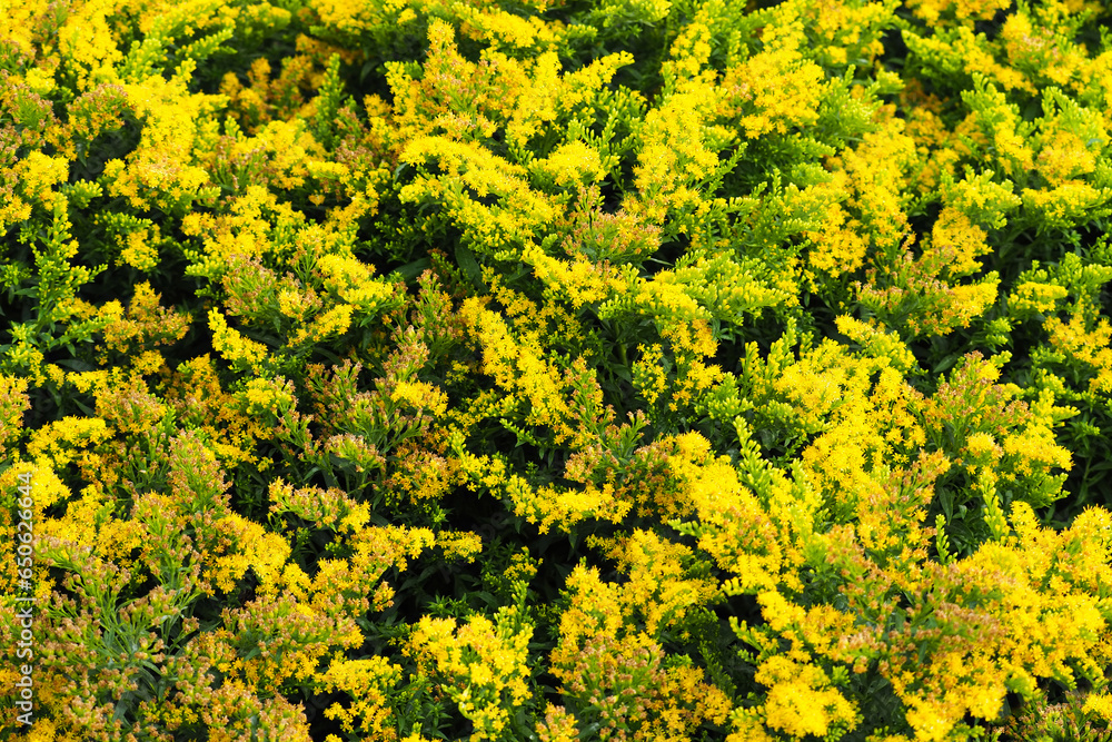 Solidago canadensis background, top view. Yellow panicles of Solidago flowers or Canada goldenrod