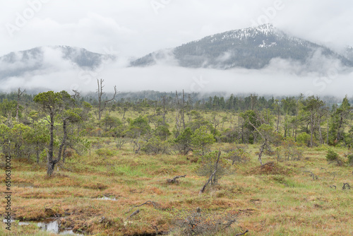 The Petersburg muskeg (Peat Bog) with clouds skirting the mountains behind, Alaska, USA photo