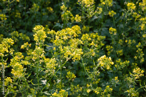 yellow flowers of the mustard