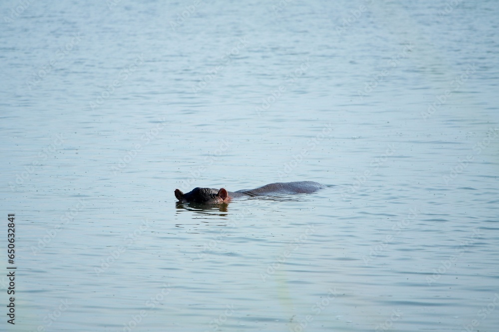 Hippo Hippopotamus amphibius Uganda