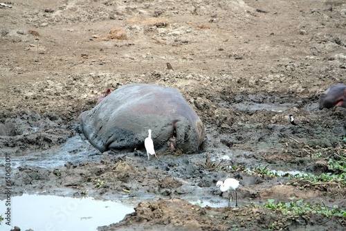 Hippo Hippopotamus amphibius Uganda