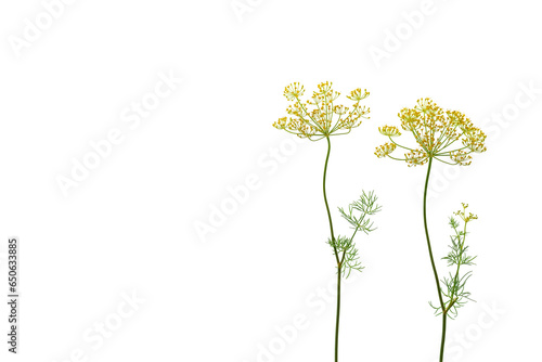 Dill flowers isolated on white background. Top view, flat lay, copy space.