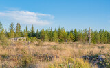 Landscape in logging area
