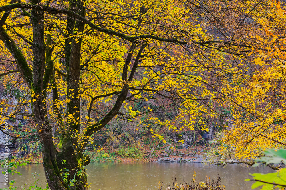 orange foliage in autumn forest. leaves above the water. beautiful nature background