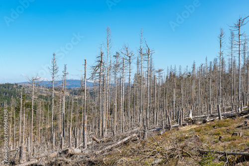 Waldsterben, abgestorbener Fichtenwald im Harz, Deutschland photo