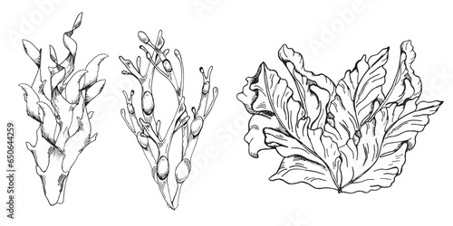 Vector sea plant ink hand drawn illustration isolated on white background. Laminaria, brown kelp, porphyra, ascophyllum seaweed black white line. Design element for package, label, wrapping, trade