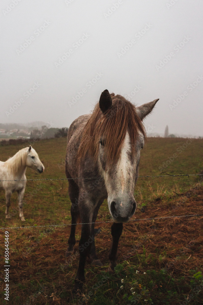 Cheval, chevaux, horse, camargue, camarguais, brume