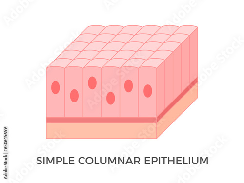 Simple cuboidal epithelium. Epithelial tissue types. A single layer of cube-like cells that provide protection and may be active or passive depending on the location. Medical illustration. Vector.