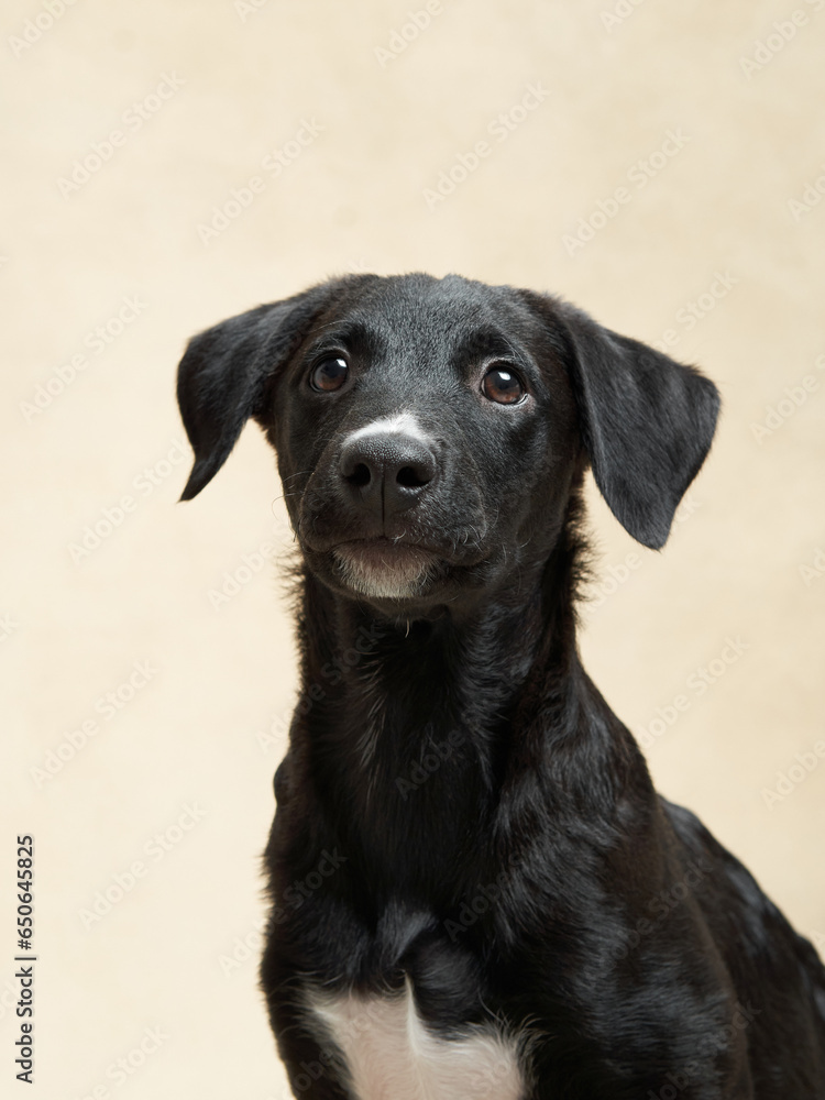 Happy black puppy on a beige background. Portrait of a dog in the studio. cute little pet. Happy black puppy on a beige background. Portrait of a dog in the studio. cute little pet.