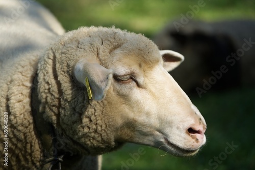 Portrait of a relaxed sheep in profile