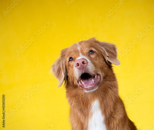 Cute red dog on a yellow background. Nova Scotia duck tolling retriever. Pet in the studio, canine fur portrait