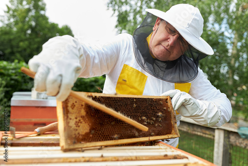 Senior male beekeeper using brush on honeycomb frame