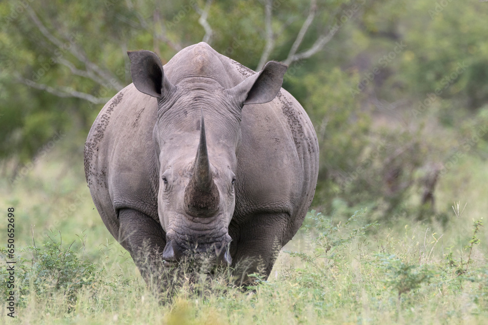 Naklejka premium The white rhinoceros, white rhino or square-lipped rhinoceros (Ceratotherium simum) is the largest extant species of rhinoceros.