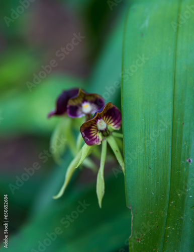 Peeking Black Orchid