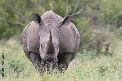 The white rhinoceros, white rhino or square-lipped rhinoceros (Ceratotherium simum) is the largest extant species of rhinoceros.