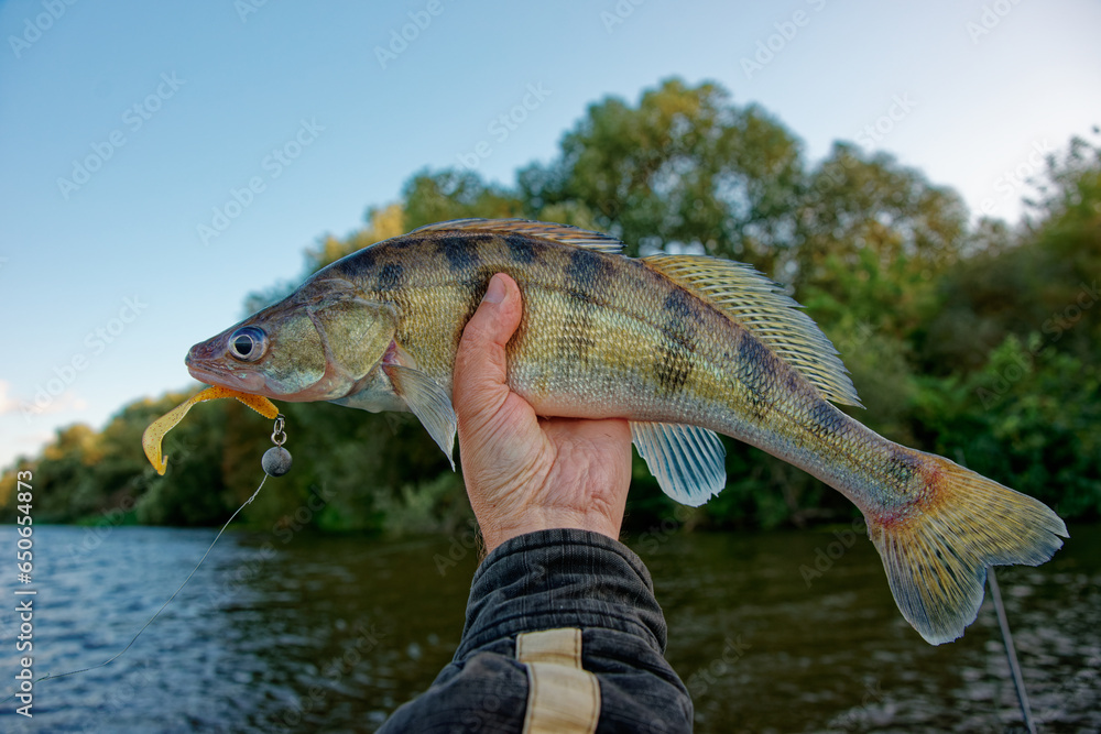 Fisherman holding Volga zander caught in river Fisherman holding Volga zander caught in river