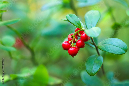 Bilde på lerret Lingonberry Fireballs or Vaccinium vitis-idaea