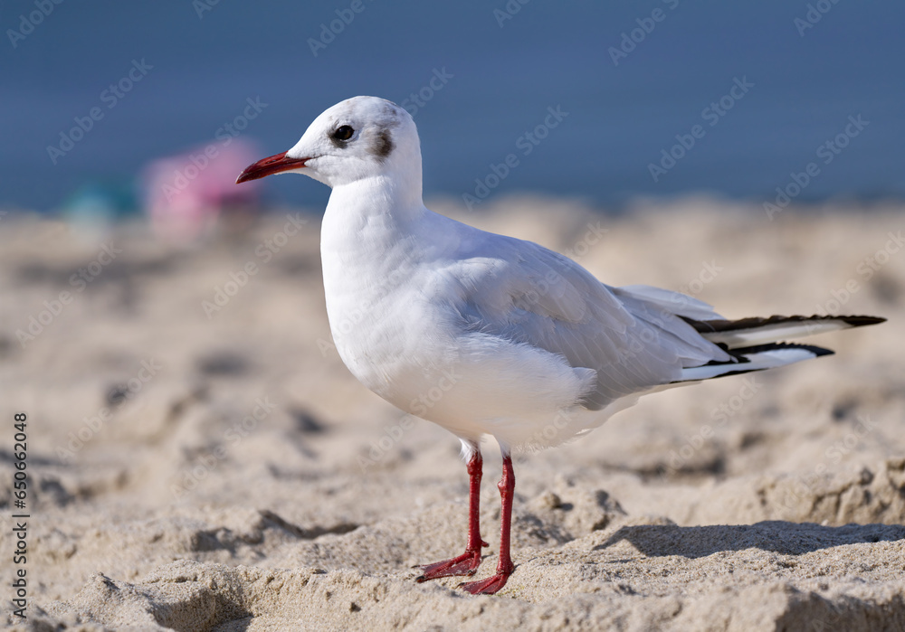 Lachmöwe (Chroicocephalus ridibundus) in Seitenansicht steht im Sand am Strand - Usedom, Ostsee, Deutschland, Europa Lachmöwe (Chroicocephalus ridibundus) in Seitenansicht steht im Sand am Strand - Usedom, Ostsee, Deutschland, Europa