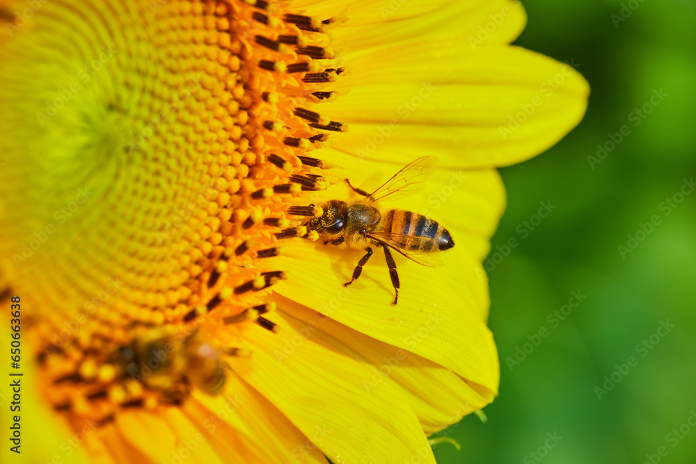 Macro shot of bee with pollen on insect as it pollinates interior of