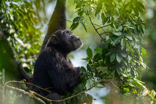 Photography Chimpanzee in a tree