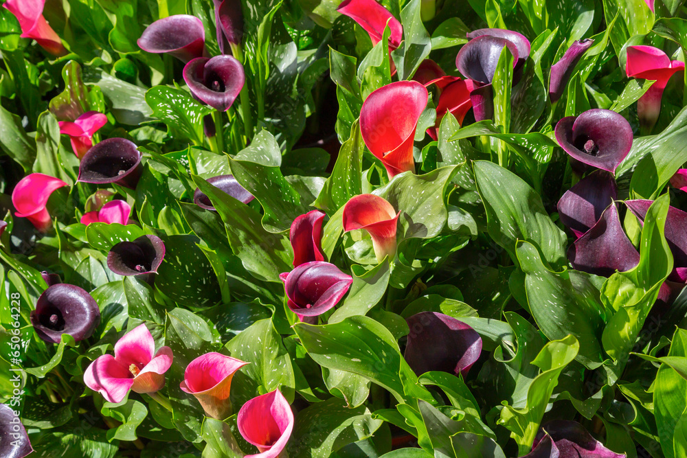 The Calla Lily in the garden The Calla Lily in the garden