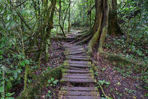 Rainforest trees with typical plank roots and lianas and Jungle path