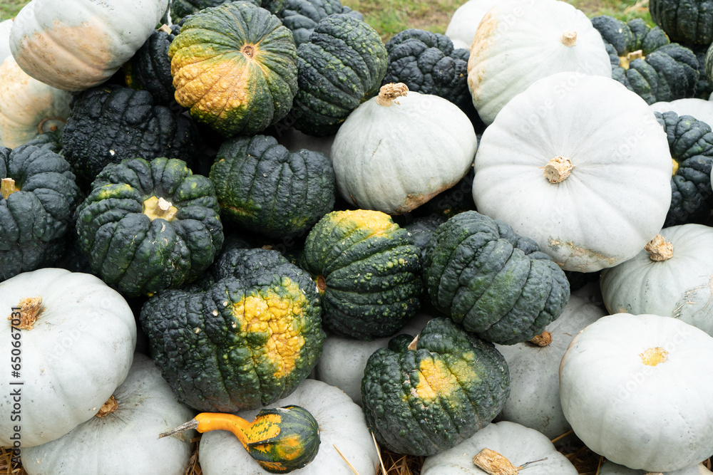 pumpkin patch, farm with fresh harvest of different decorative pumpkins pumpkin patch, farm with fresh harvest of different decorative pumpkins