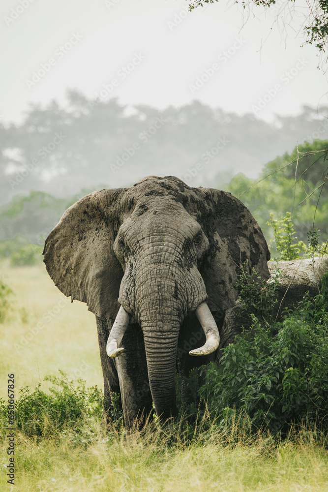 Obraz premium Elefanten Bulle