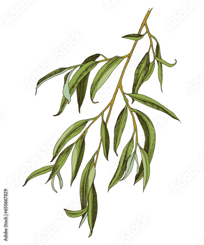 Willow tree branch in hand drawn style