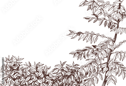 Coffee plantation hand drawn landscape