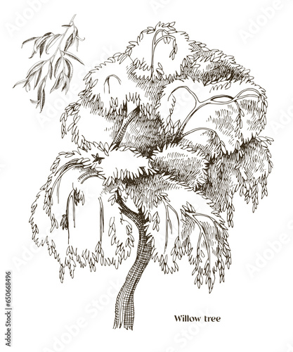 Willow tree and willow branch vector