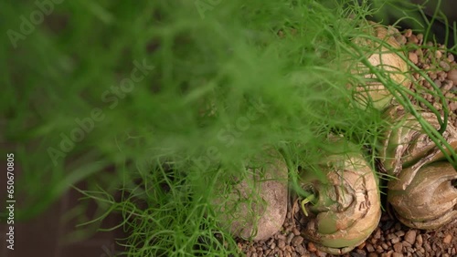 Pan of a climbing onion succulent plant growing in a pot photo