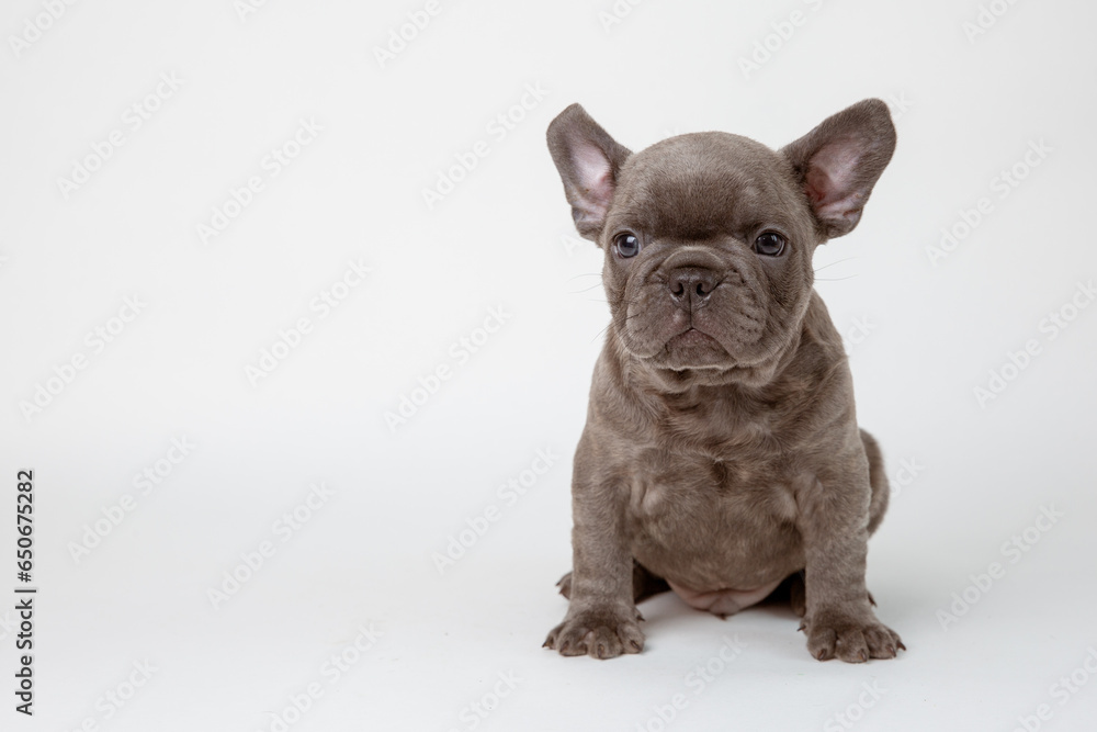A charming French bulldog puppy sitting facing forward. He looks curiously into the camera Isolated on a white background. A charming French bulldog puppy sitting facing forward. He looks curiously into the camera Isolated on a white background.