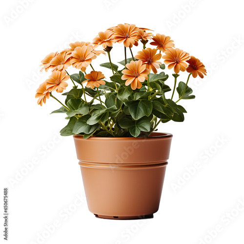 flowers in a pot PNG. Orange flowers isolated png. Flowers in a ceramic pot. Nature