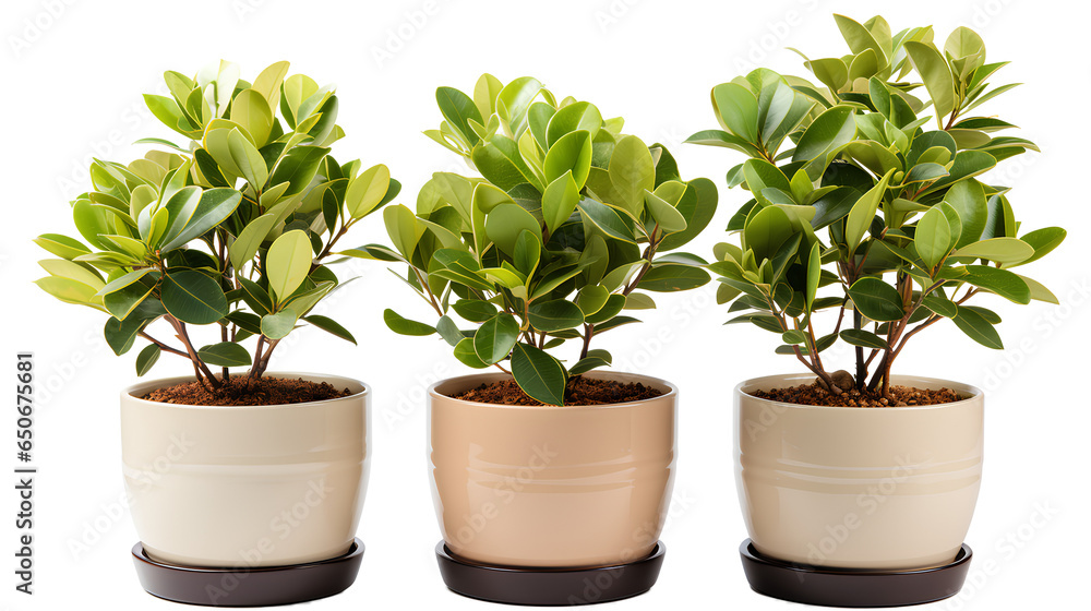 Set of three plants in ceramic pots PNG. plant in a pot png. plant in a ceramic pot isolated png. Green potted plant. Nature