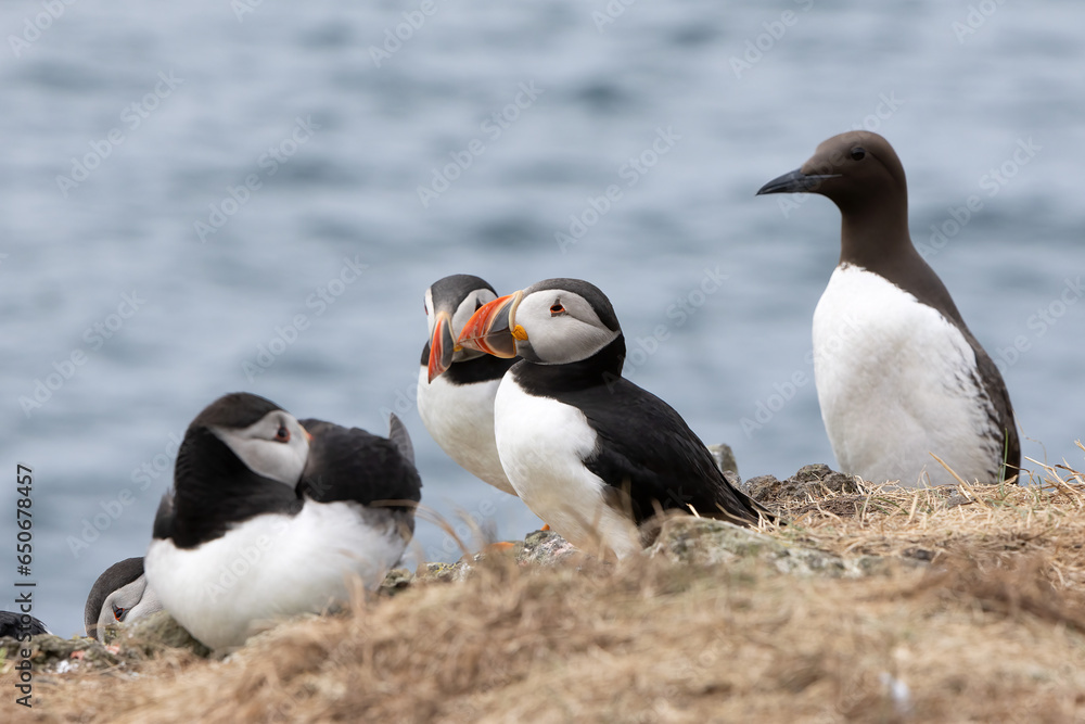 Fototapeta premium Papageientaucher, Kormorane und Trottellummen von der Insel Lunga in Schottland. 