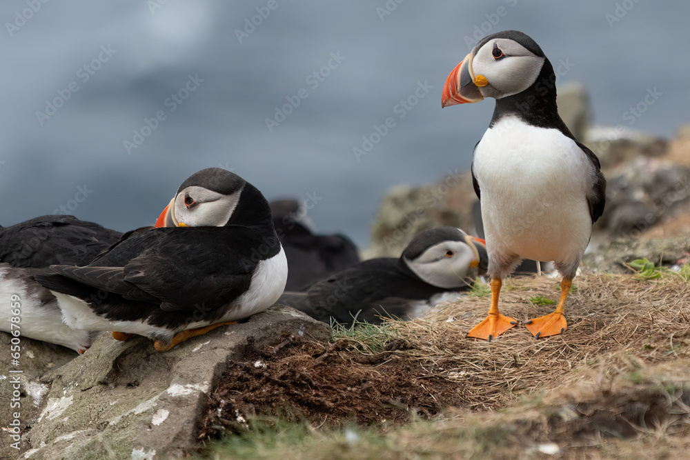 Fototapeta premium Papageientaucher, Kormorane und Trottellummen von der Insel Lunga in Schottland. 