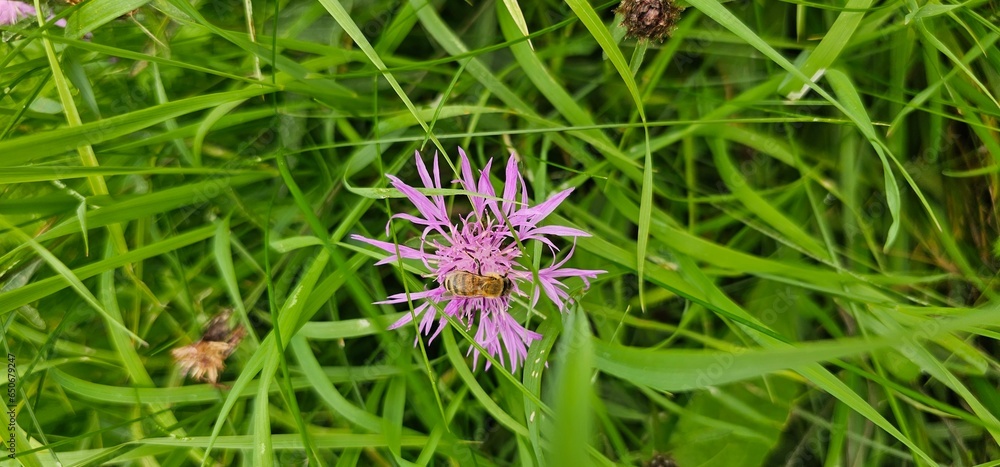 Natural colored close-up of an Early Bee, Bombus head, perched on purple Knapweed Natural colored close-up of an Early Bee, Bombus head, perched on purple Knapweed