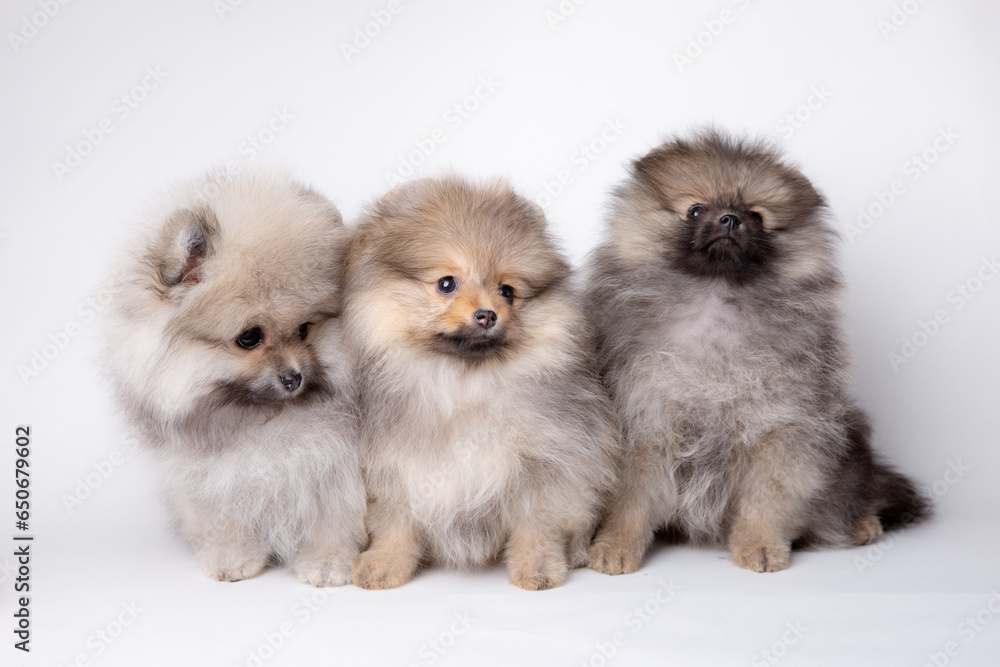 a group of cute fluffy pomeranian puppies on a white background, cute pet calendar a group of cute fluffy pomeranian puppies on a white background, cute pet calendar