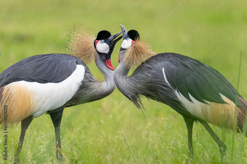 Fototapeta premium Grey Crowned crane