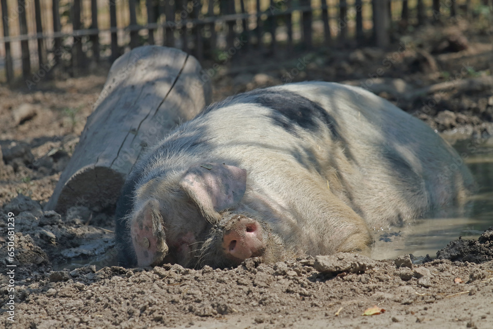 German domestic pig sleeping in the shadow German domestic pig sleeping in the shadow