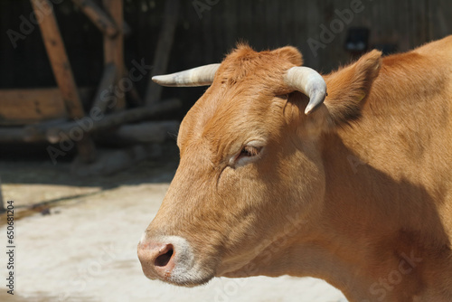 Galician blond cattle in the breeding enclosure
